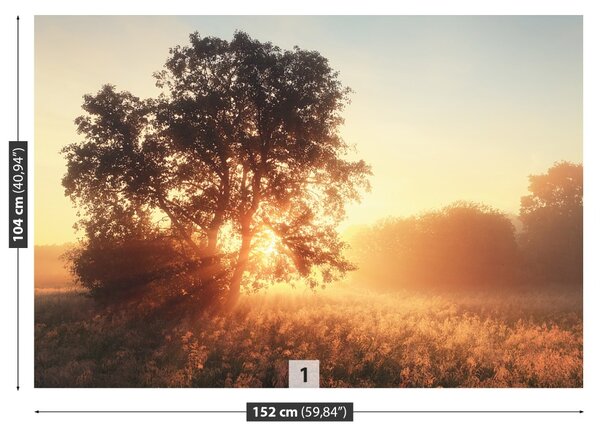 Fototapet Sun copac