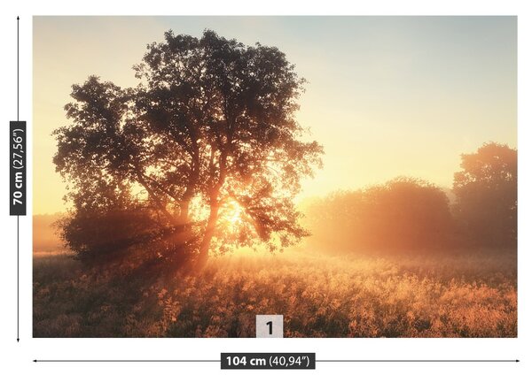Fototapet Sun copac