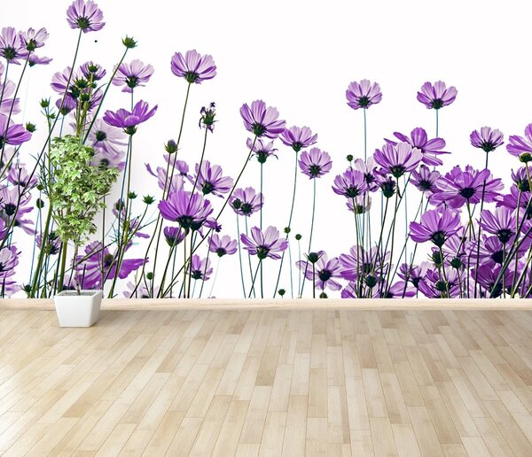 Fototapet Cosmos Flori