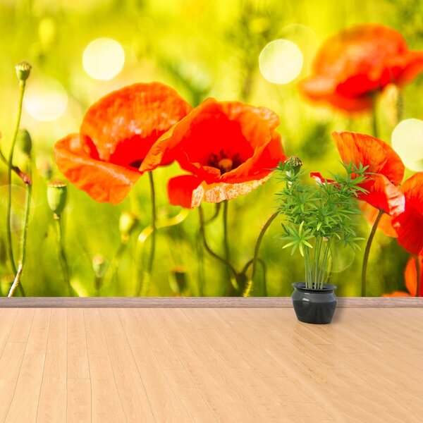 Fototapet maci Meadow