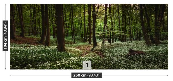 Fototapet Spring Forest