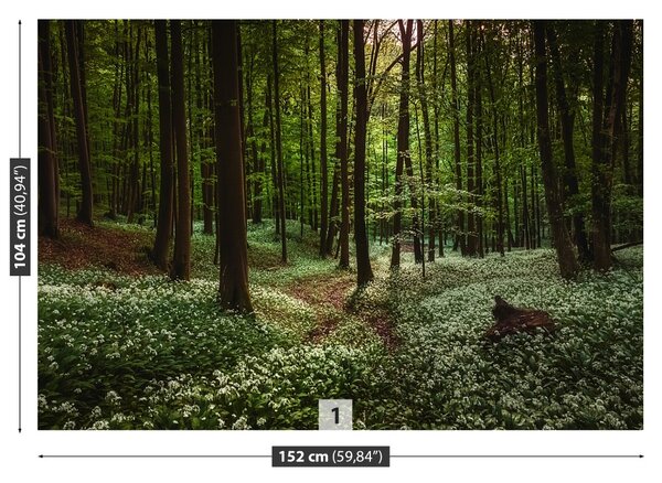 Fototapet Spring Forest