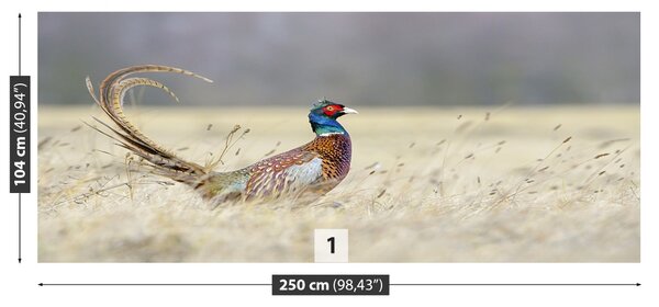 Fototapet Fazan