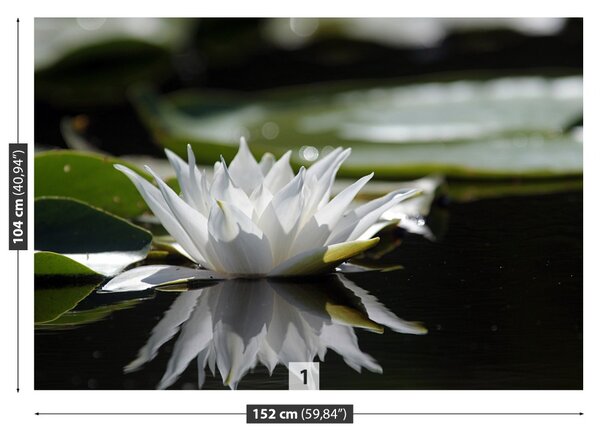 Fototapet Lotus alb