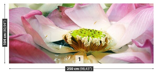 Fototapet Floare de lotus