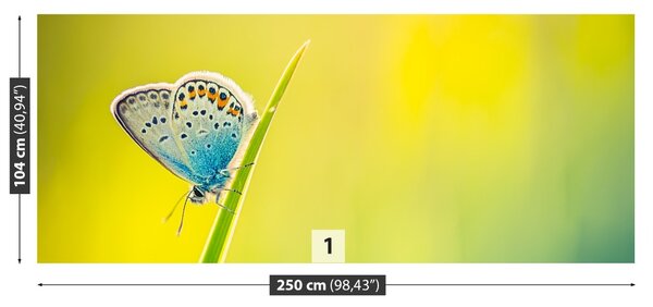 Fototapet Fluture