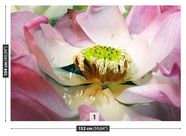 Fototapet Floare de lotus