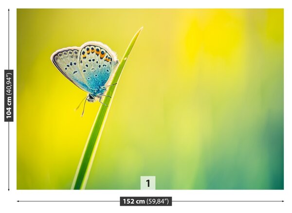 Fototapet Fluture