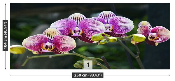Fototapet Orchid Violet