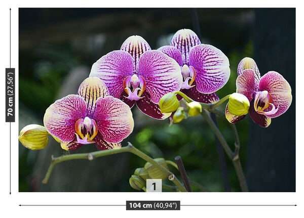 Fototapet Orchid Violet