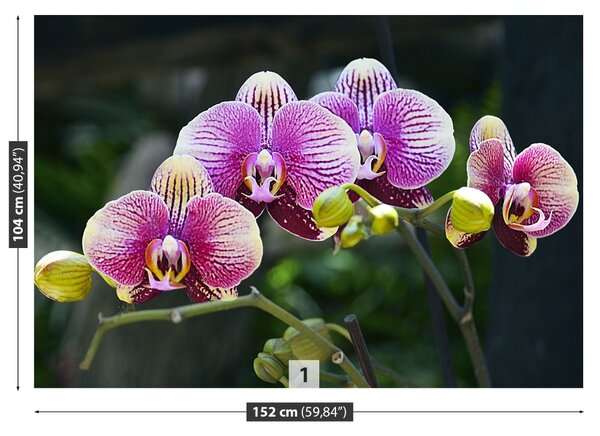 Fototapet Orchid Violet