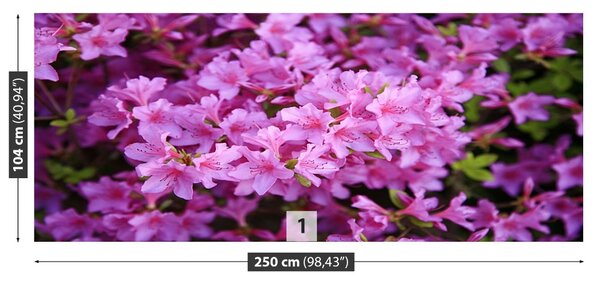Fototapet Rhododendron roz