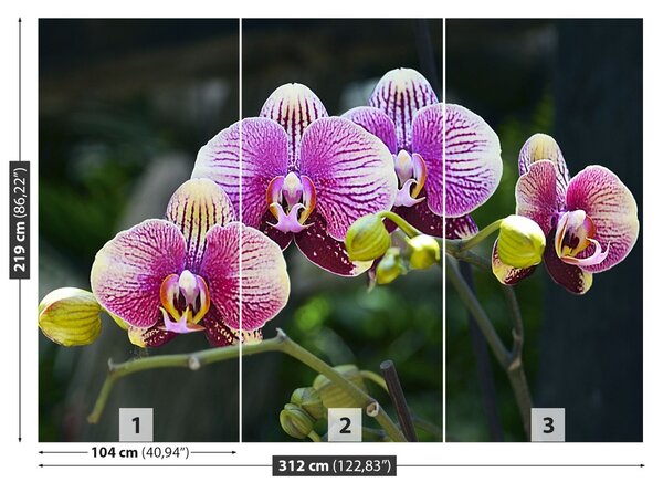 Fototapet Orchid Violet