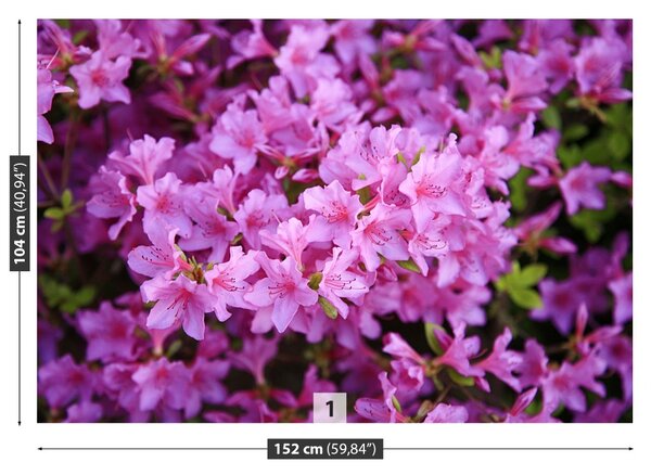 Fototapet Rhododendron roz