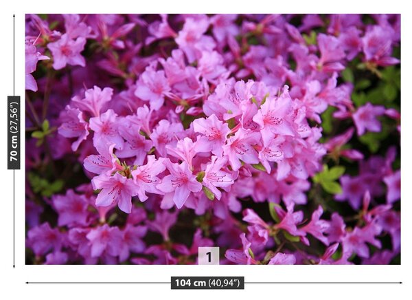 Fototapet Rhododendron roz