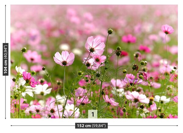 Fototapet Cosmos Flori