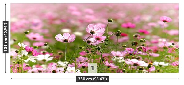 Fototapet Cosmos Flori