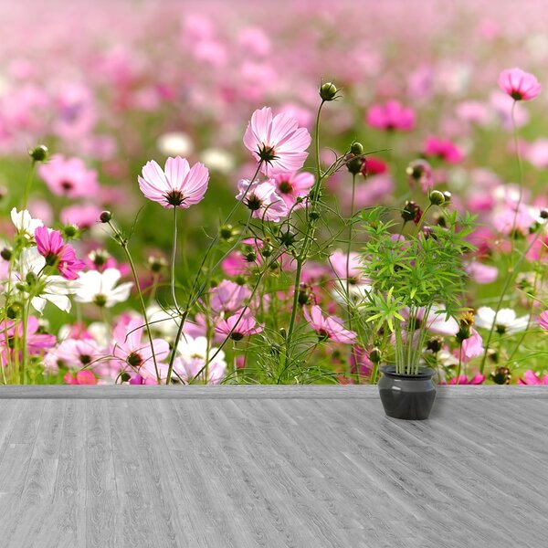 Fototapet Cosmos Flori