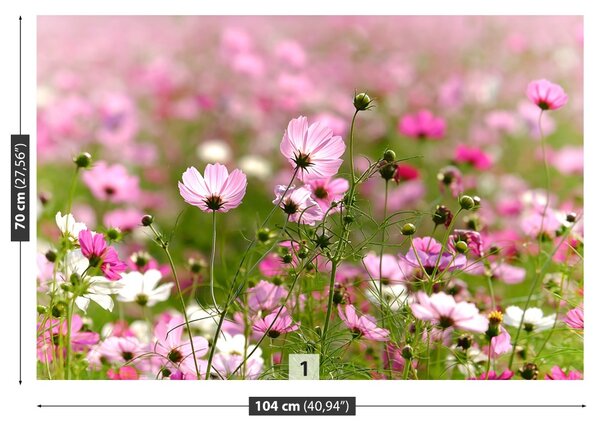 Fototapet Cosmos Flori