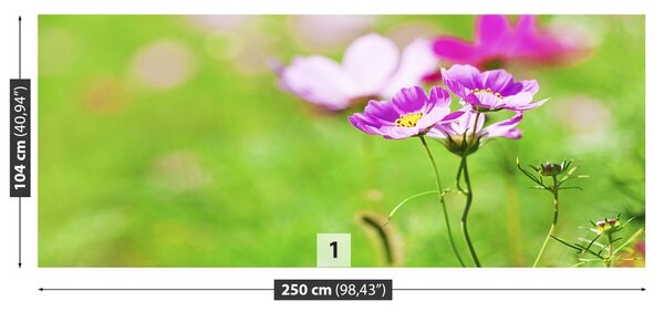 Fototapet Cosmos Purple