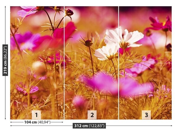 Fototapet Cosmos Flower