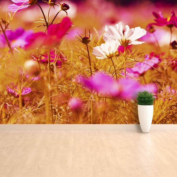 Fototapet Cosmos Flower