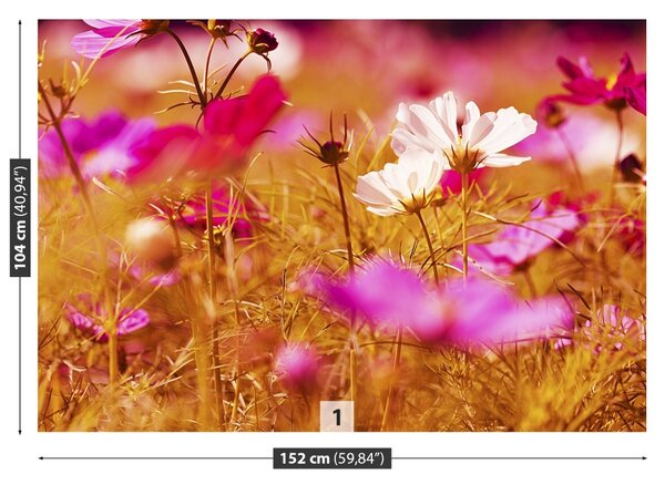Fototapet Cosmos Flower