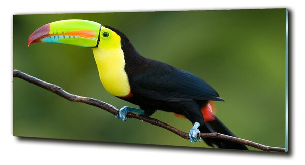 Tablou sticlă Toucan