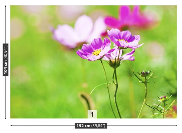 Fototapet Cosmos Purple