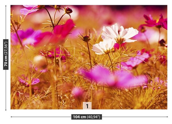 Fototapet Cosmos Flower