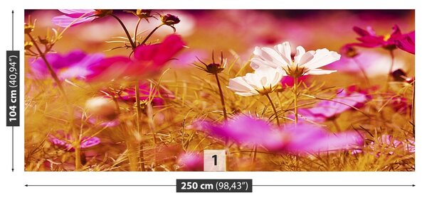 Fototapet Cosmos Flower