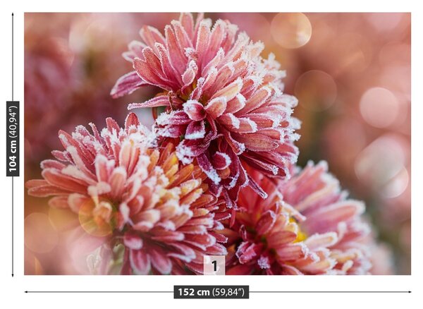 Fototapet Aster Ice roz