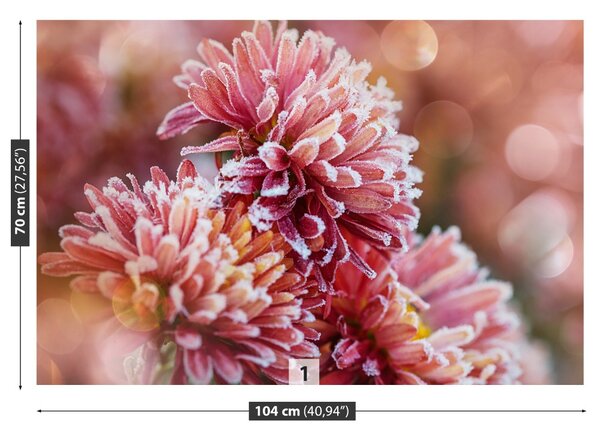 Fototapet Aster Ice roz
