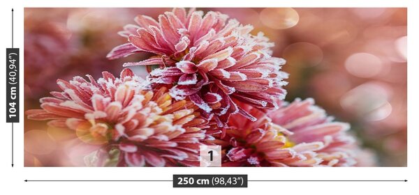 Fototapet Aster Ice roz