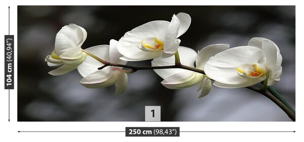 Fototapet White Orchid