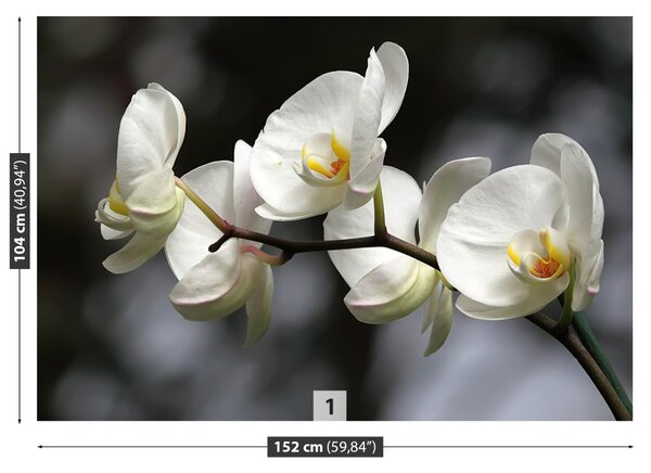 Fototapet White Orchid