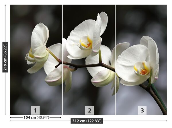 Fototapet White Orchid