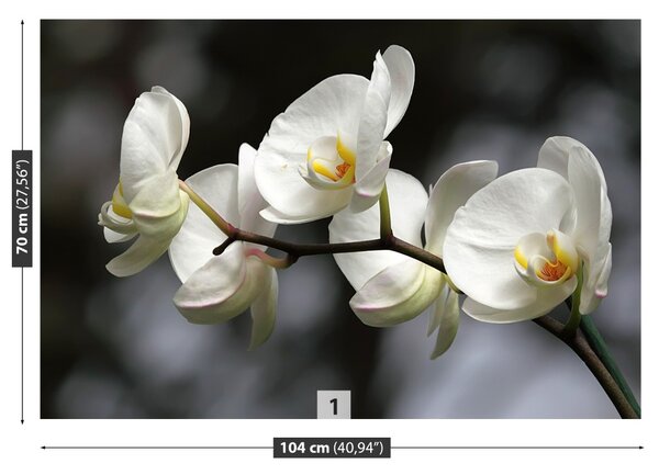 Fototapet White Orchid
