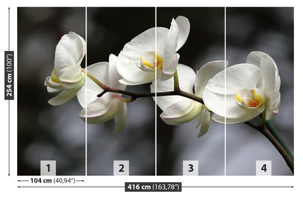 Fototapet White Orchid