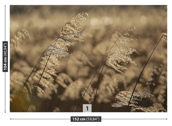 Fototapet bej Reed