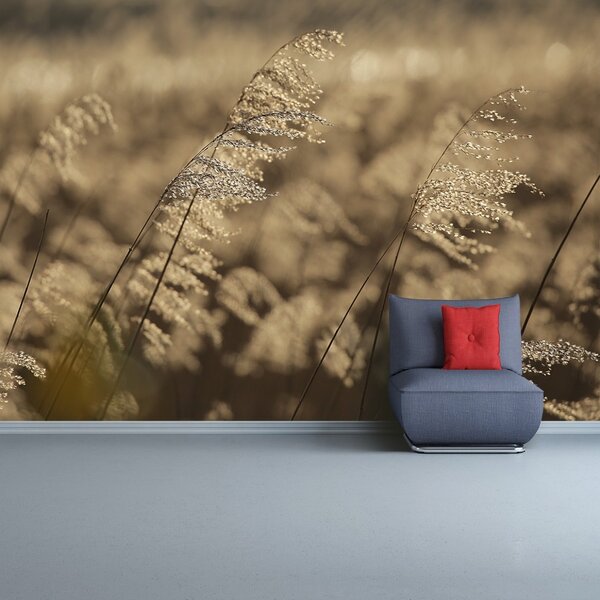 Fototapet bej Reed