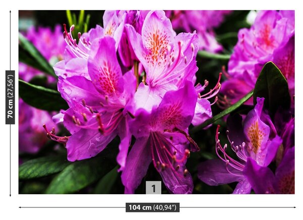 Fototapet Violet Flori