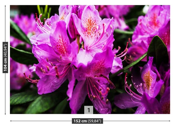 Fototapet Violet Flori