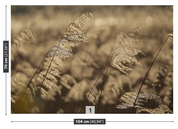 Fototapet bej Reed