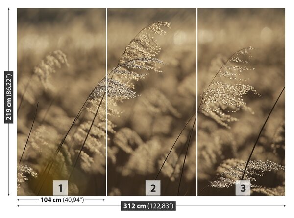 Fototapet bej Reed