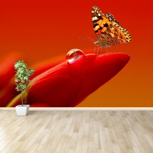 Fototapet Butterfly Tulip