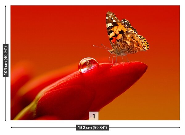 Fototapet Butterfly Tulip