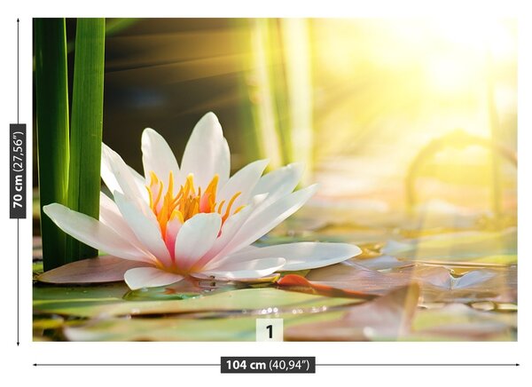Fototapet Lotos Pond