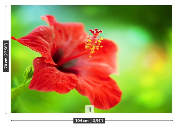 Fototapet Hibiscus roşu