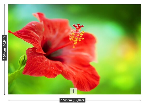 Fototapet Hibiscus roşu